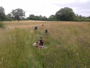 Earthworm sampling at Melverley Meadows.  Photo: C Bell