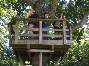 Treetop viewing platform