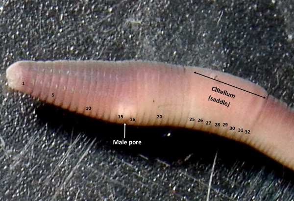 Earthworm viewed down microscope, with labels.  Photo: C Bell