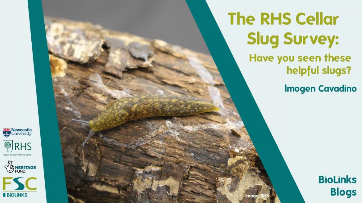 BioLinks Blog RHS Cellar Slug