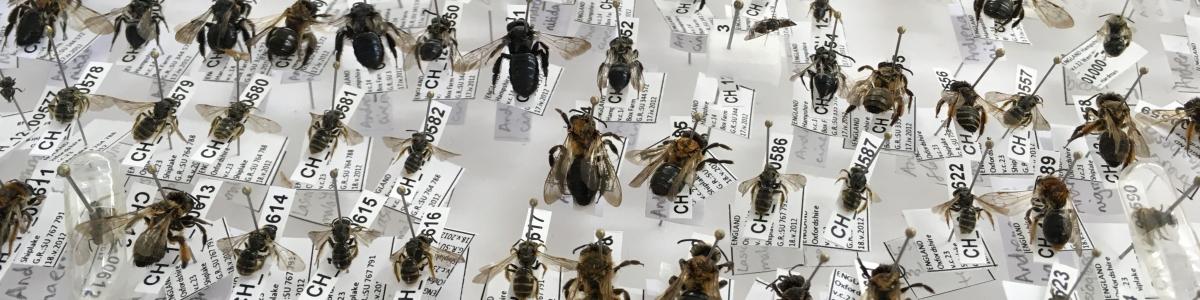Bee Museum Collection