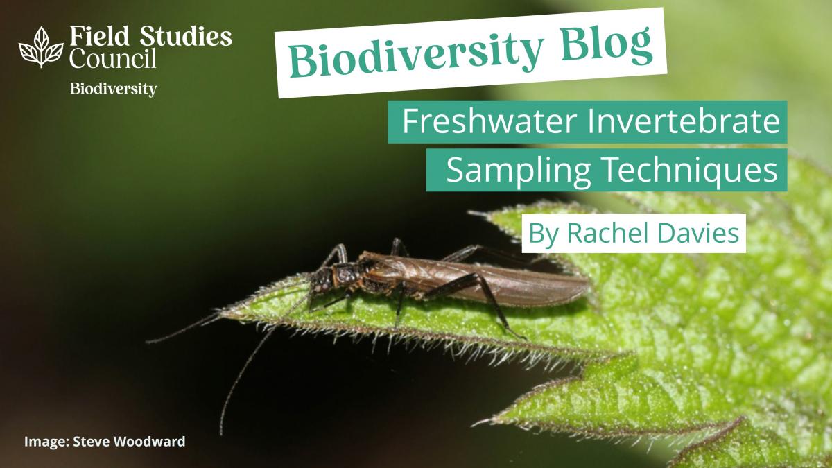 Freshwater Invertebrate Sampling Techniques Promo Image