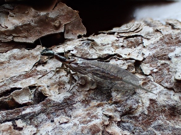 Xanthostigma xanthostigma - a snake fly. New Vice County record for Montgomeryshire this year. Photo by Clare Boyes