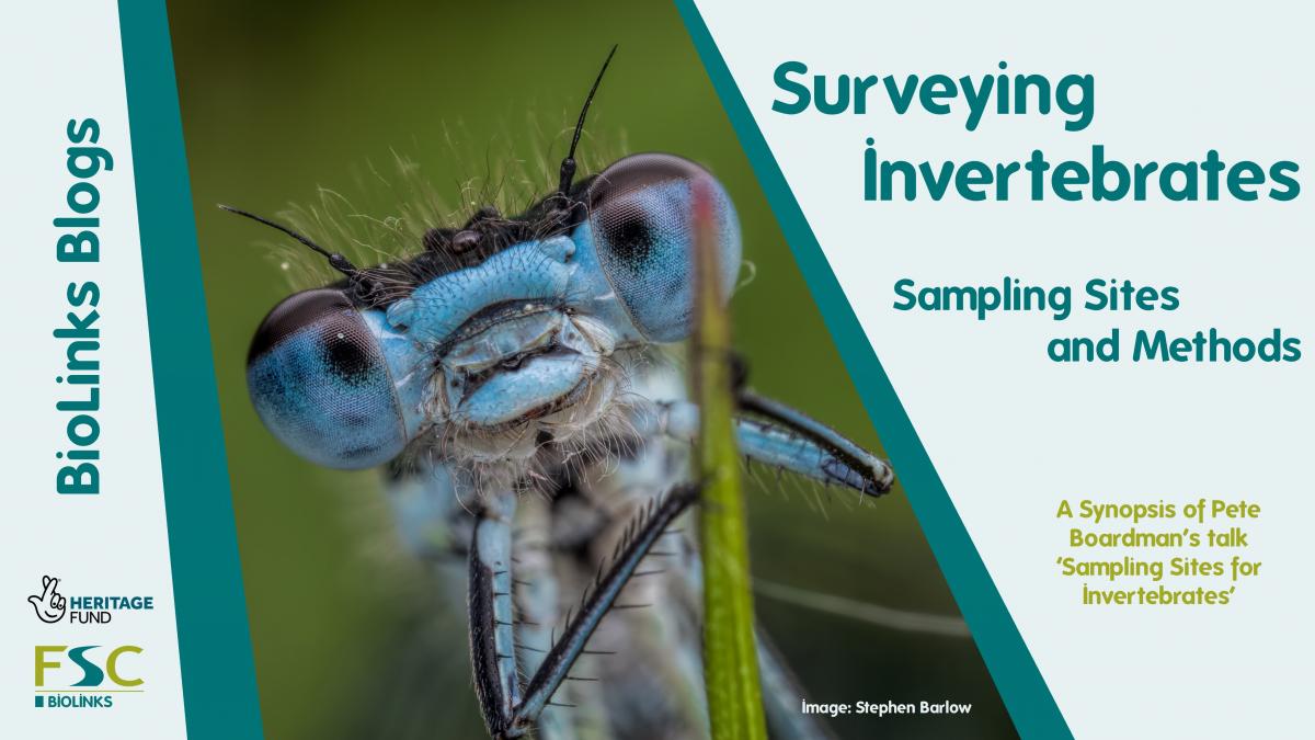 Surveying Invertebrates Blog Post Advert. Dragonfly close up image and text.